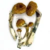 Buy Funguyz Amazonian Magic Mushrooms
