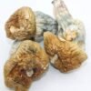 Golden Teacher Magic Mushrooms