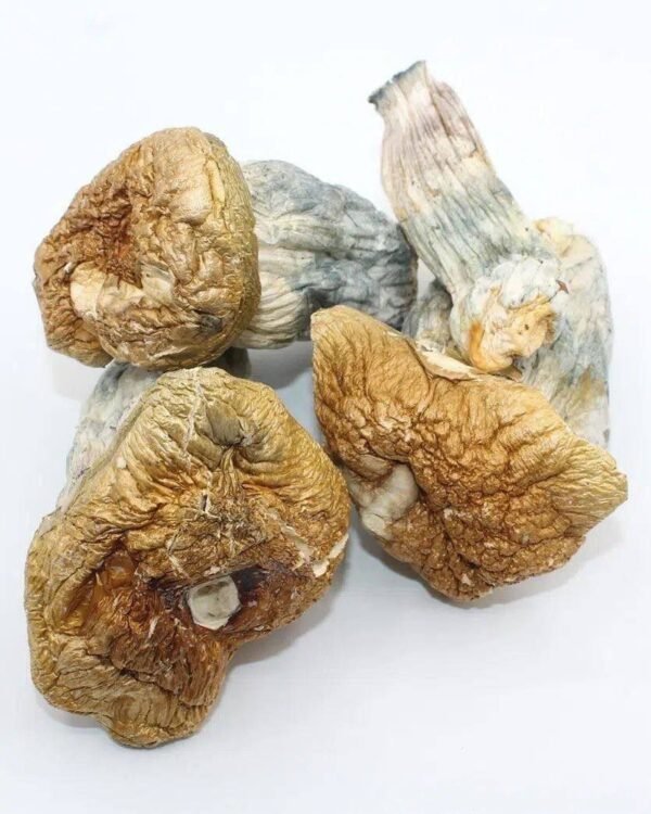 Golden Teacher Magic Mushrooms