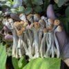 Golden Teacher Magic Mushrooms