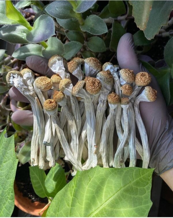 Golden Teacher Magic Mushrooms
