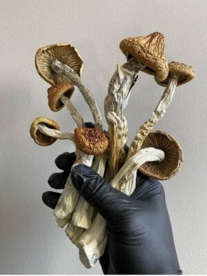 Golden Teacher Magic Mushrooms