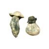 Albino-Penis-Envy-Magic-Mushrooms-2-5.jpg Albino Penis Envy Magic Mushrooms