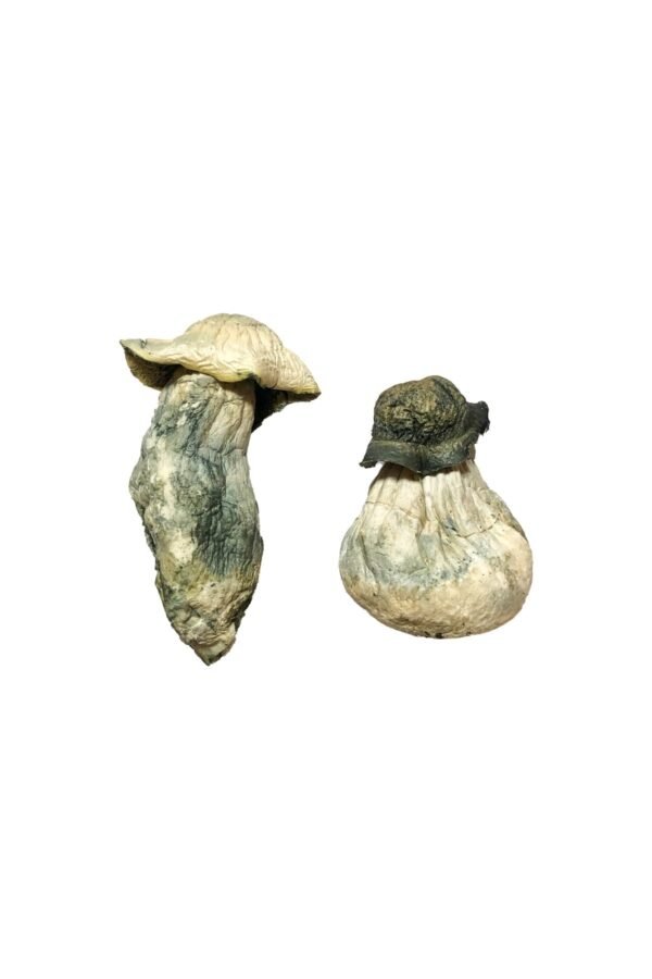 Albino-Penis-Envy-Magic-Mushrooms-2-5.jpg Albino Penis Envy Magic Mushrooms