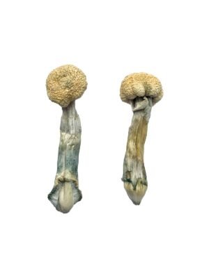 Albino Treasure Coast Magic Mushrooms