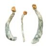 Creeper-Magic-Mushrooms-2-1-600x900-1.jpg Keepers Creeper Magic Mushrooms
