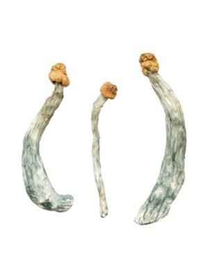 Keepers Creeper Magic Mushrooms