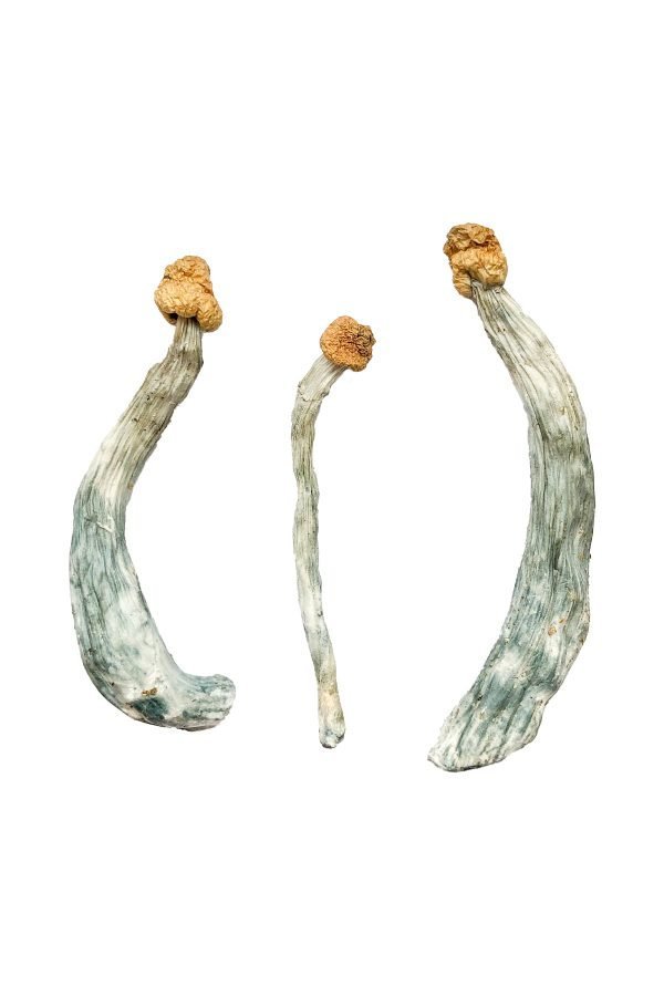 Creeper-Magic-Mushrooms-2-1-600x900-1.jpg Keepers Creeper Magic Mushrooms