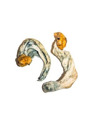 Ecuadorian Magic Mushrooms