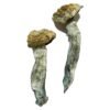 Mazatapec-Magic-Mushrooms-2.jpg Mazatapec Magic Mushrooms