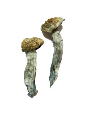 Mazatapec Magic Mushrooms