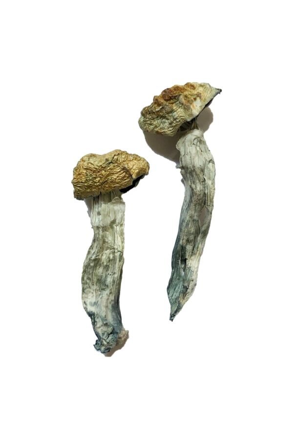 Mazatapec-Magic-Mushrooms-2.jpg Mazatapec Magic Mushrooms