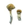 Mazatapec-Shrooms-1-600x900-1.jpg Mazatapec Magic Mushrooms