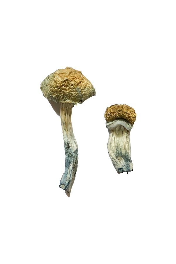 Mazatapec-Shrooms-1-600x900-1.jpg Mazatapec Magic Mushrooms