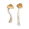 McKennaii Magic Mushrooms