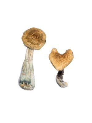McKennaii Magic Mushrooms