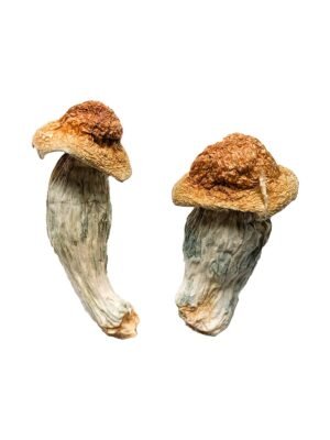 Melmac (Homestead Penis Envy) Magic Mushrooms