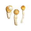 Penis-Envy-Magic-Mushrooms-3-1-1.jpg Penis Envy Magic Mushrooms