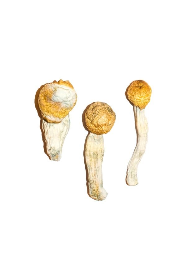 Penis-Envy-Magic-Mushrooms-3-1-1.jpg Penis Envy Magic Mushrooms