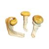 Penis-Envy-Magic-Mushrooms-4-1-600x900-1.jpg Penis Envy Magic Mushrooms