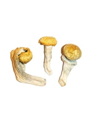 Penis Envy Magic Mushrooms