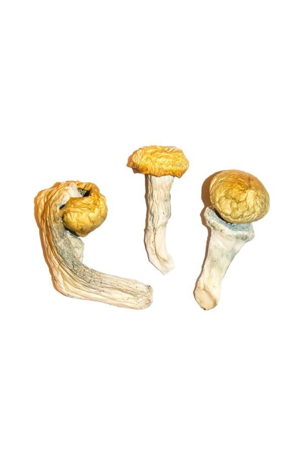 Penis-Envy-Magic-Mushrooms-4-1-600x900-1.jpg Penis Envy Magic Mushrooms